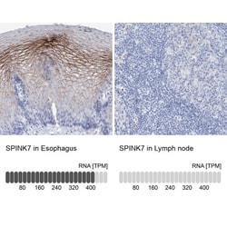 SPINK7 Antibody, Novus Biologicals:Antibodies:Primary Antibodies